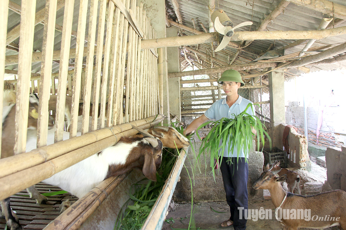https://baotuyenquang.com.vn//kinh-te/bao-ve-vat-nuoi-mua-nang-nong-175675.html